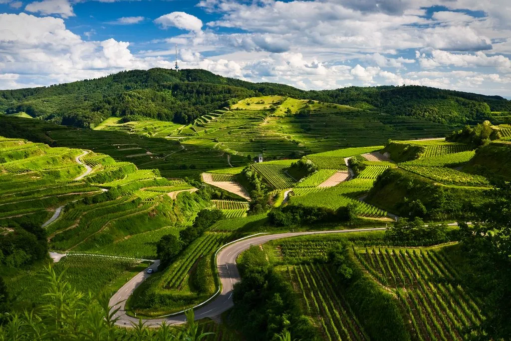 Die terrassierten Weinberge des Kaiserstuhls